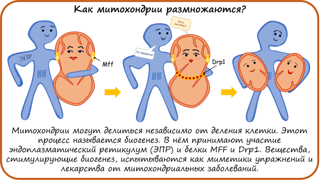 Процесс размножения митохондрий