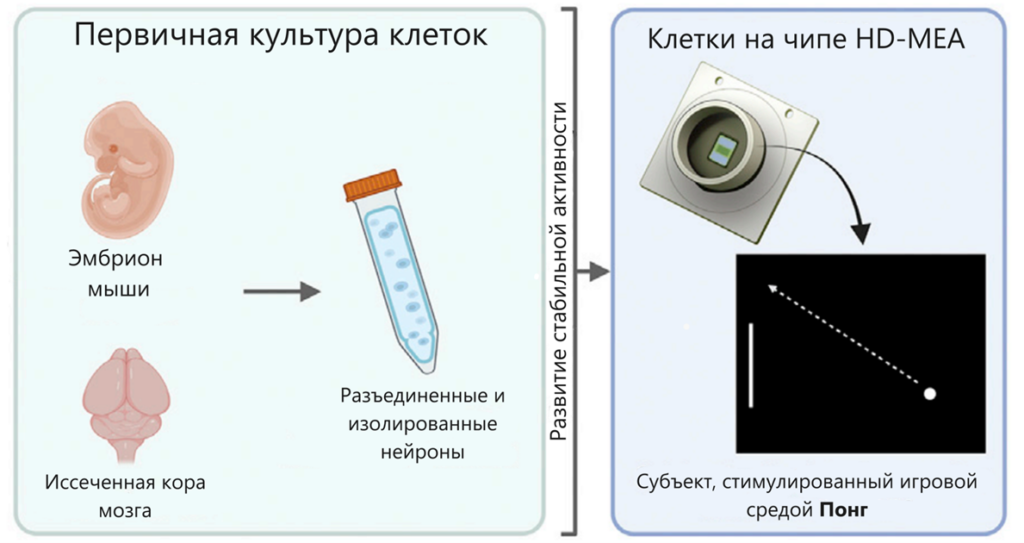 Схема процесса создания гибридных клеток